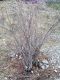 Salix purpurea.jpg