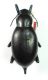 Blaps tichyi f.jpg