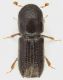 Scolytinae_Martignano_3-III-2014_3,5mm_grey.jpg