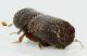 Scolytinae_Martignano_2_grey.jpg
