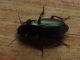 DSCF1567.JPG