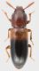 Corticeus_bicolor_Maccarese_10-III-2014_4,1mm_grey.jpg