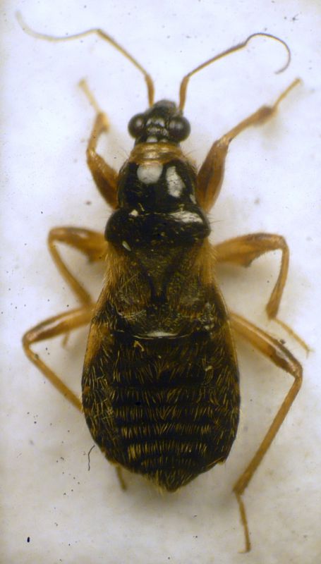 Alloeorhynchus (Alloeorhynchus) flavipes (Fieber, 1836) - Nabidae Prostemmatinae.JPG