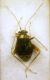Halticus luteicollis (Panzer, 1805) - Miridae .JPG