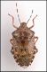 Raphigaster nebulosa.jpg