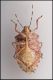 Raphigaster nebulosa back.jpg