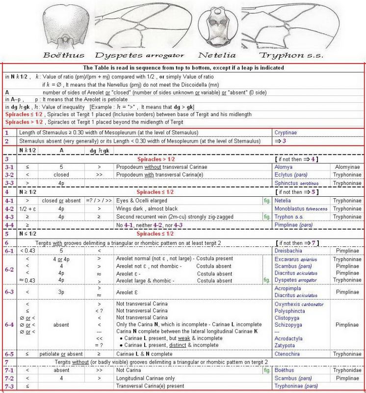 Mâles de Alomyinae Cryptinae Pimplinae Tryphoninae -  clé + Images - Image.JPG