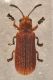 coleott mCar piccolo rosso.jpg