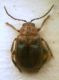 Lochmaea crataegi (Forster, 1771)4.4 mm .JPG