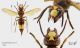 Vespa orientalis rid.jpg