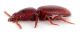 Typhloreicheia-maginii-lateral.jpg