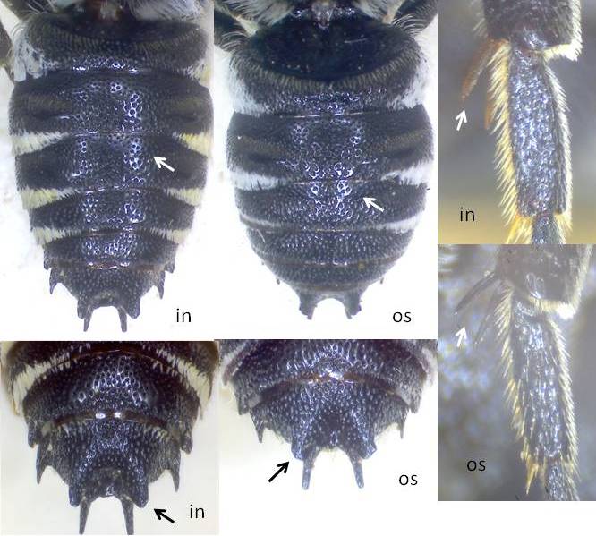 inermis-osmiae_m.jpg