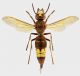 Vespa orientalis2.jpg
