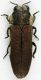 Agrilinae Zamb Chunga 05-12-10 6,5mm 1.jpg