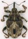 Curculionidae_Tolfa_21-II-2010b.jpg