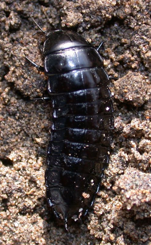 larva 4.jpg