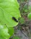 20131201-02 Anaphlocteis zanzibaricus .jpg