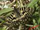 Zerynthia cassandra IMG_0149 copia.jpg