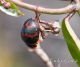 Chrysomelidae-Akopan.jpg