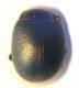 Chrysolina.jpg