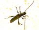 C. angulatus 1.jpg