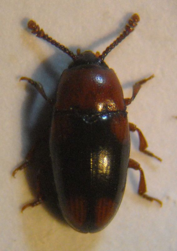 Combocerus 005 A.jpg