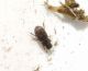 Heptaulacus testudinarius PL 3.jpg