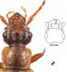 Anthophagus (Dimorphoschelus) bicornis (Block, 1799).jpg