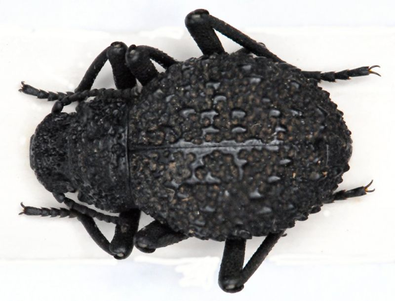 tenebrionide Zimbabwe 1999.jpg