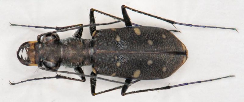 Cicindela Zimbabwe 1999.jpg