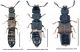 Anotylus 4.jpg