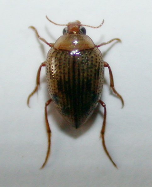 haliplidae 1a.jpg