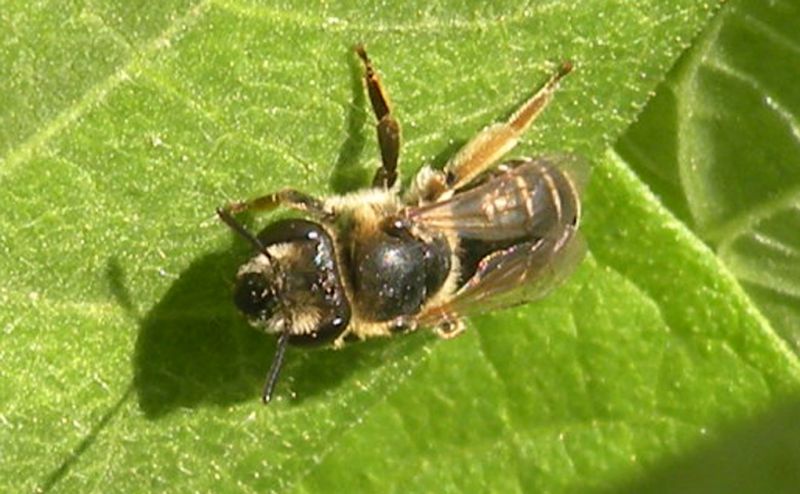 Andrena cfr flavipes Giardino RE 27-06-13 050x.jpg