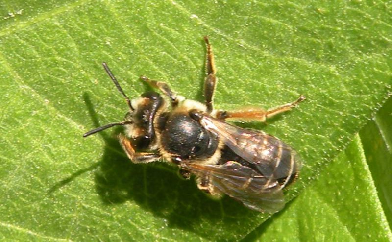 Andrena cfr flavipes Giardino RE 27-06-13 051x.jpg