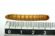 larva tenebrionide.jpg