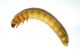 larva tenebrionide 2.jpg