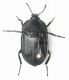 phosphuga atrata1-B.JPG