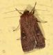 tempio260913 007mod.jpg