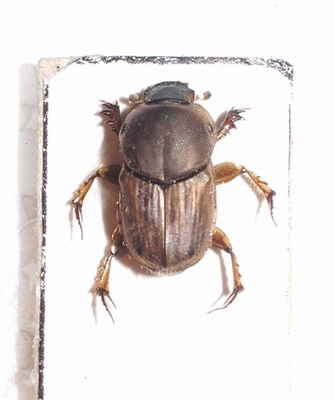 Euniticellus fulvus.JPG