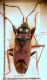 Lygaeidae Eremocoris sp.JPG