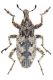 Cleoninae red.jpg