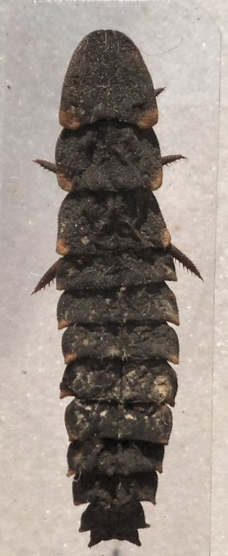 lampir larva.jpg