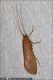Halesus_sp_6260.jpg