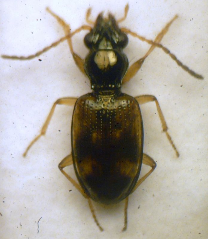 Bembidion (Trepanes) articulatum (Panzer,1796) - Carabidae.jpg