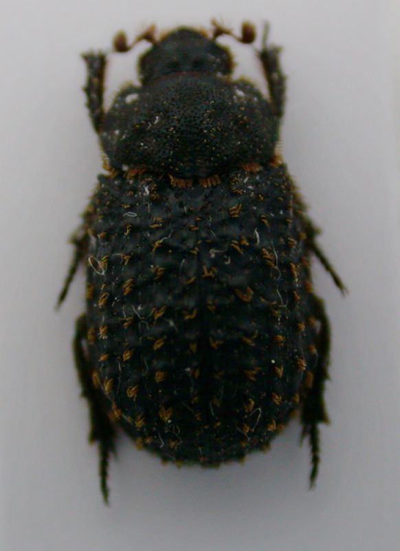 trox litoralis a.jpg