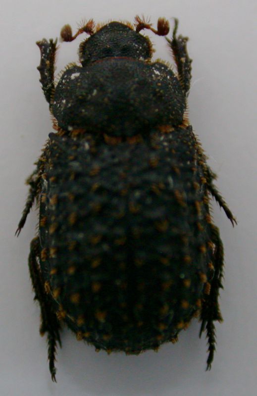 trox litoralis b.jpg