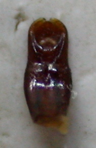 edeago trox litoralis c.jpg