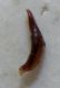 edeago trox litoralis b.jpg