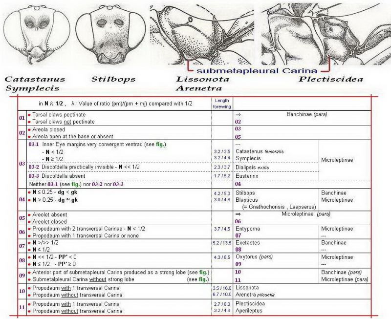 M & F de Banchinae & Microleptinae (couplet n° 35 de Townes vol. 1) - Images + Clé - Image.JPG