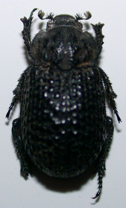 Trox perlatus hispanus a.jpg